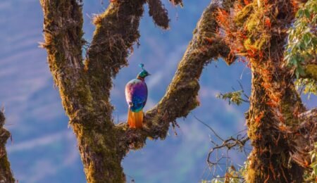 Himalayan Monal bird in Garhwal forest, Uttarakhand