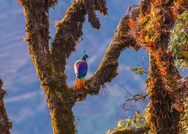 Himalayan Monal bird in Garhwal forest, Uttarakhand