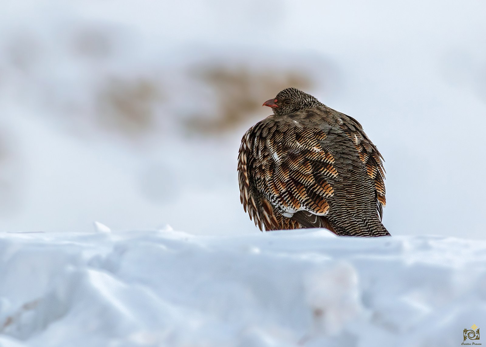 Praveen kewalram Purohit