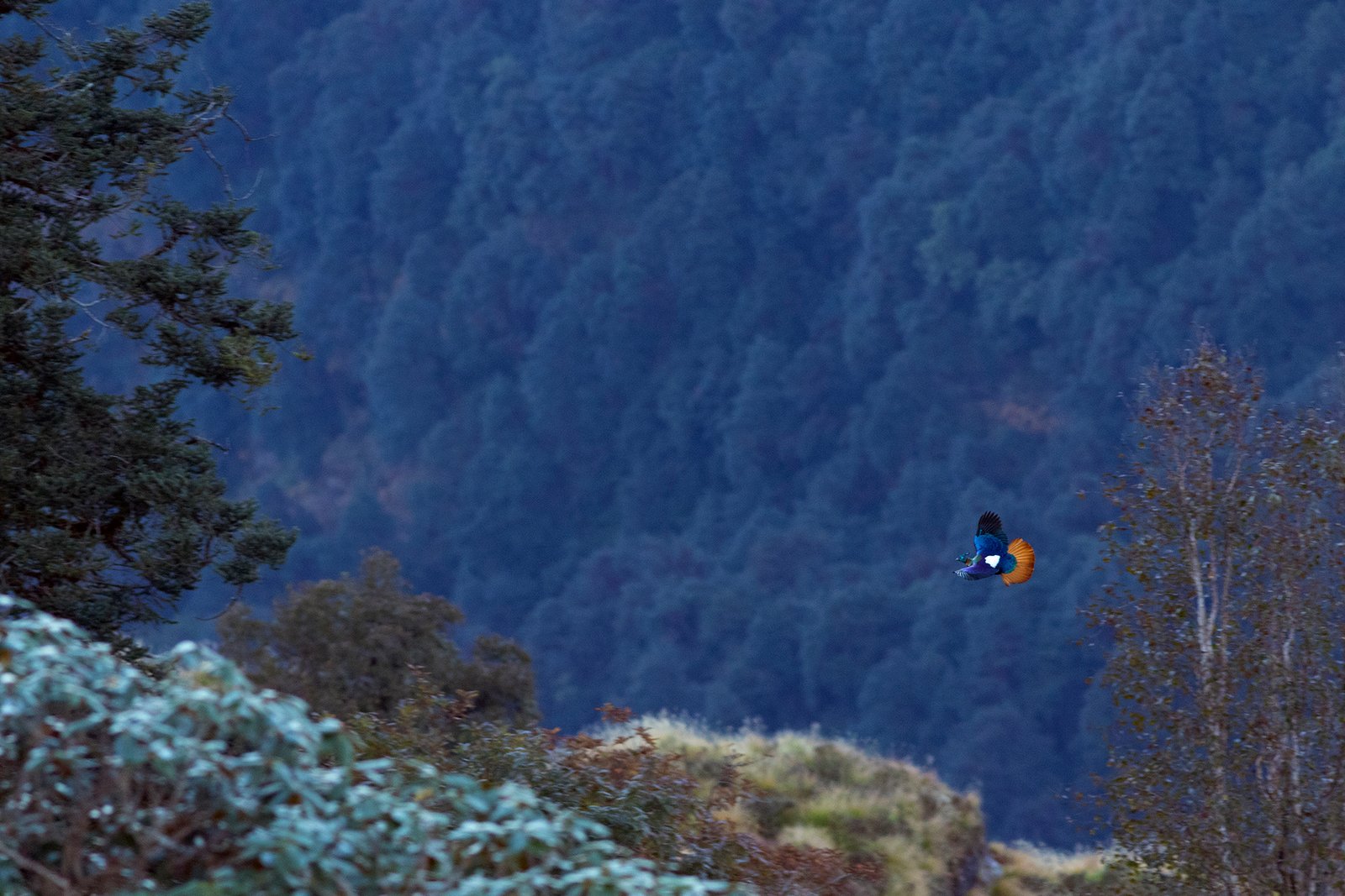 Praveen kewalram Purohit