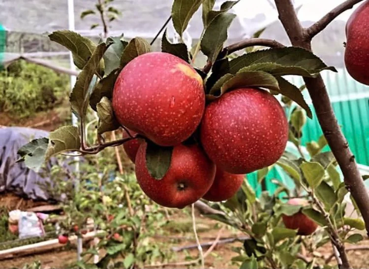 Amore Mountain Agro Farm