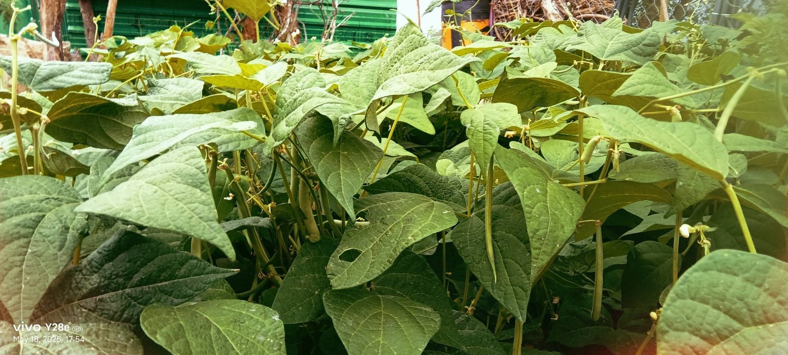 Peacock Organic Agro Farm