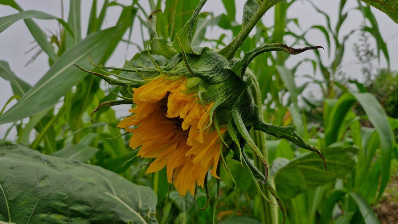 Peacock Organic Agro Farm