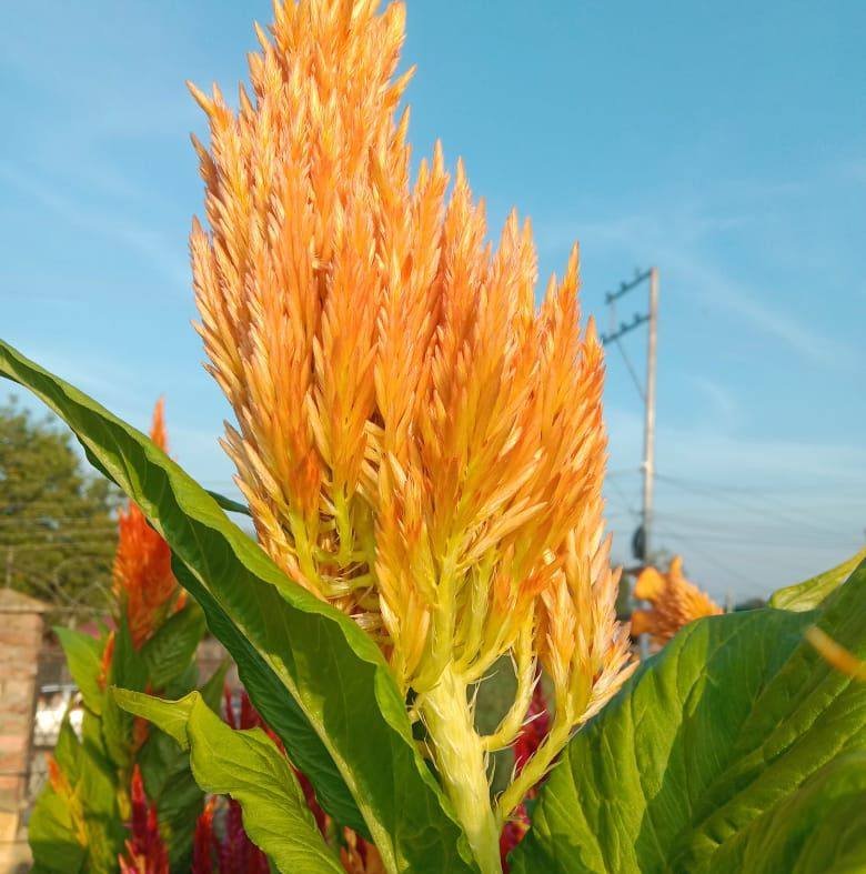 Peacock Organic Agro Farm