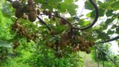 Feel Good Organic Agro Farm