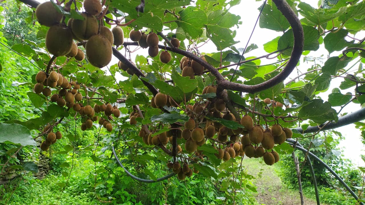 Feel Good Organic Agro Farm